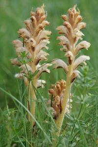 <i>Orobanche caryophyllacea</i>