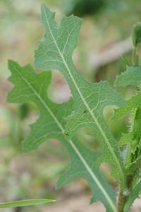 <i>Lactuca serriola</i>