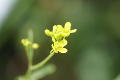 <i>Rorippa sylvestris</i>