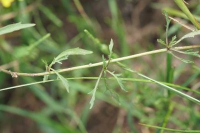 <i>Rorippa sylvestris</i>