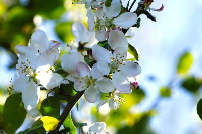 <i>Malus sylvestris</i>