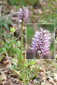 <i>Orchis simia</i>