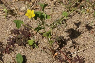 <i>Oxalis stricta</i>