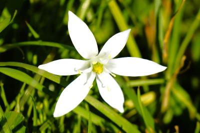 <i>Ornithogalum divergens</i>