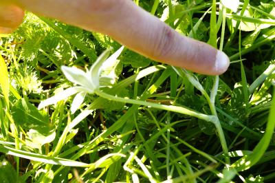 <i>Ornithogalum divergens</i>