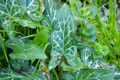 <i>Arum italicum</i>