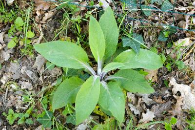 <i>Digitalis purpurea</i>