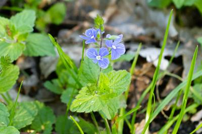 <i>Veronica chamaedrys</i>