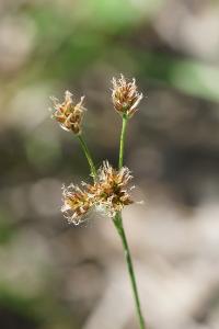 <i>Luzula multiflora</i>