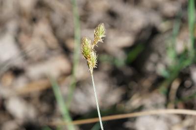 <i>Carex leporina</i>