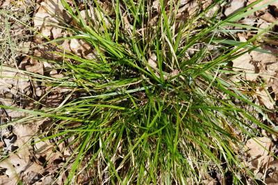 <i>Carex pilulifera</i>