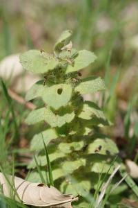 <i>Ajuga pyramidalis</i>