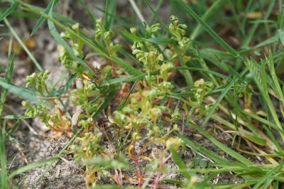<i>Montia fontana subsp. minor</i>