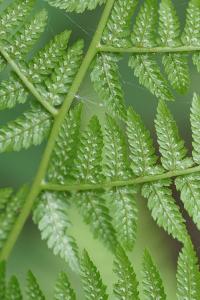 <i>Athyrium filix-femina</i>