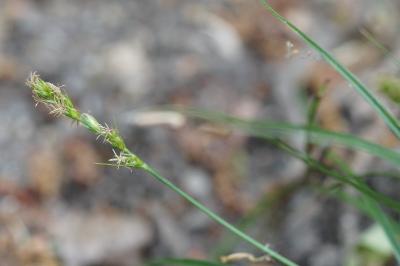 <i>Carex divulsa</i>