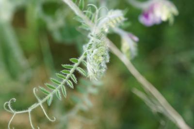 <i>Vicia villosa</i>