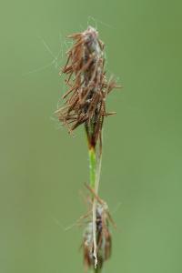 <i>Carex hirta</i>