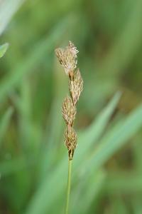 <i>Carex leporina</i>