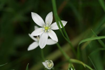 <i>Ornithogalum divergens</i>