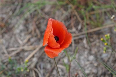<i>Papaver rhoeas</i>