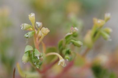 <i>Montia fontana subsp. minor</i>