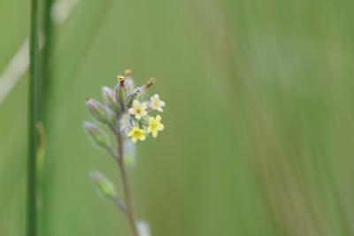 <i>Myosotis discolor</i>