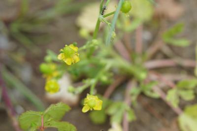 <i>Ranunculus sceleratus</i>