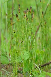 <i>Equisetum palustre</i>