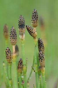 <i>Equisetum palustre</i>
