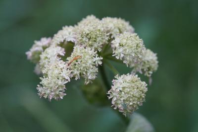 <i>Heracleum sphondylium</i>