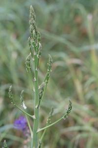 <i>Asparagus officinalis</i>