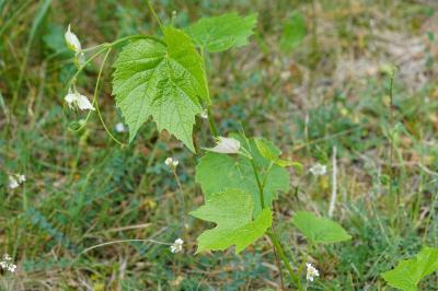 <i>Vitis riparia</i>