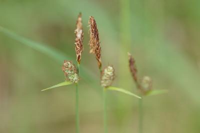 <i>Carex tomentosa</i>