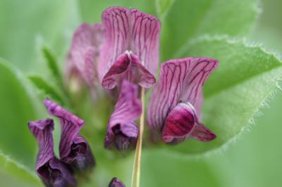 <i>Vicia serratifolia</i>