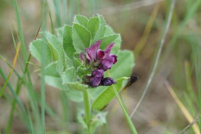 <i>Vicia serratifolia</i>
