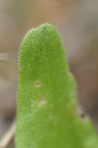 <i>Valerianella dentata</i>