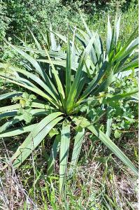 <i>Yucca gloriosa</i>