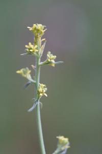 <i>Sisymbrium officinale</i>