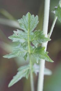 <i>Sisymbrium officinale</i>