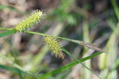 <i>Carex vesicaria</i>