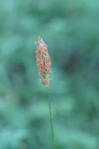 <i>Alopecurus pratensis</i>