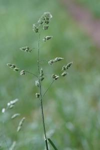 <i>Dactylis glomerata</i>