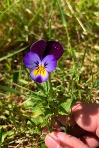 <i>Viola x wittrockiana</i>