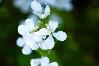 <i>Lunaria annua</i>