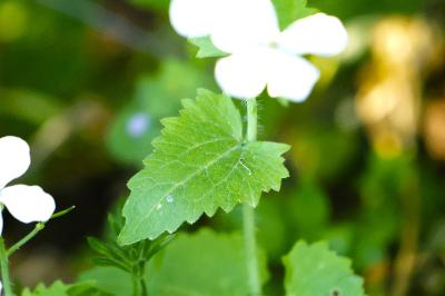 <i>Lunaria annua</i>