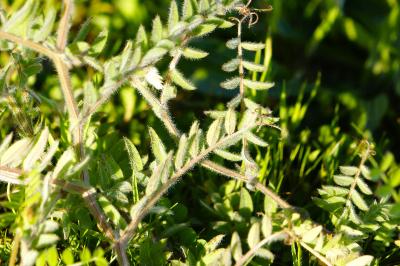 <i>Vicia villosa</i>