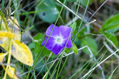 <i>Vinca major</i>