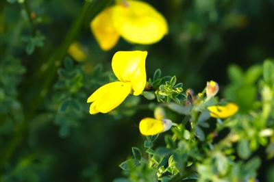 <i>Cytisus scoparius</i>