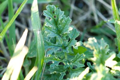 <i>Jacobaea vulgaris</i>