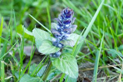 <i>Ajuga reptans</i>